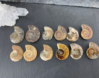 Ammonite Pick Your Pair/ Ammonite pair from Madagascar| 19 to 21mm long