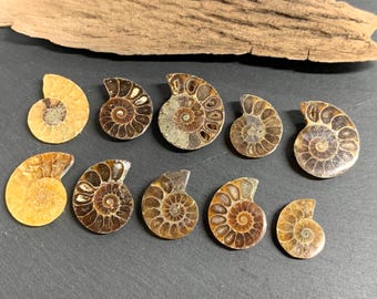 Madagascar Ammonite Fossil Half - Polished Spiral Shell Piece