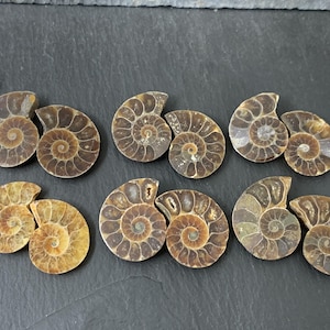 Polished Ammonite Fossil Pair: Madagascar, 20-23mm