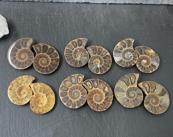 Natural Ammonite Fossil Pair - Polished Spiral Shells from Madagascar