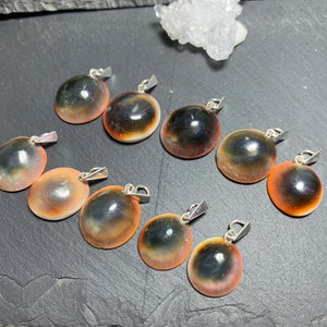 Shiva Shell pendant/ Shiva’s Eye pendant