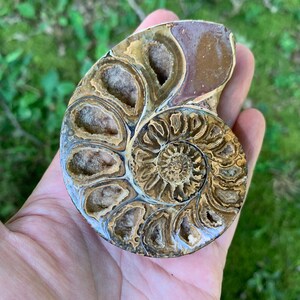 May include: A cross-section of a fossilized ammonite shell, showcasing intricate internal chambers and spiral patterns. The fossil displays shades of brown, tan, and cream, with a polished surface. The shell is held in a hand, revealing its size and detail.
