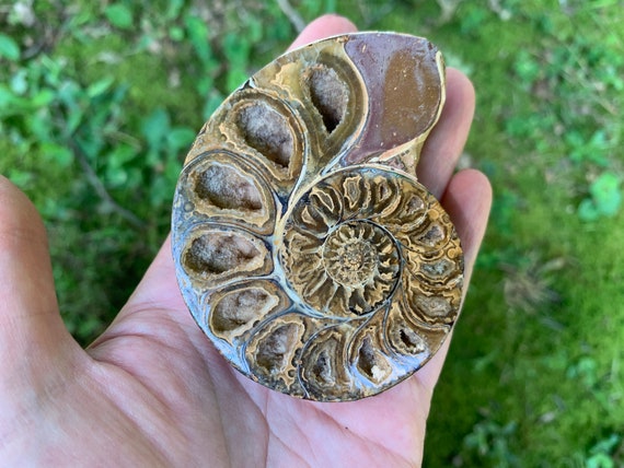 Ammonite Fossil Half: Large Ribbed Spiral - Natural History Decor