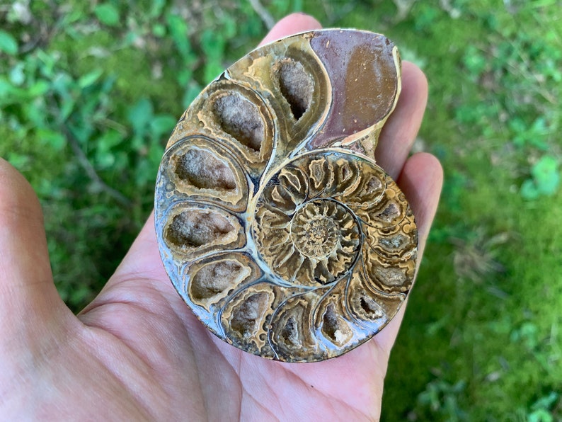 May include: A cross-section of a fossilized ammonite shell, showcasing intricate internal chambers and spiral patterns. The fossil displays shades of brown, tan, and cream, with a polished surface. The shell is held in a hand, revealing its size and detail.