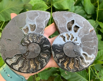 Ammonite Fossil Pair: Natural Spiral Shells - Madagascar Origin