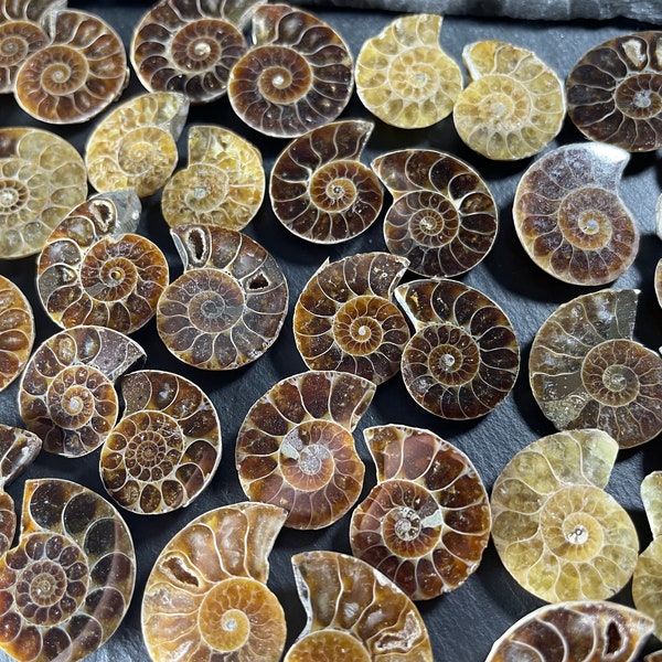 Ammonite Fossil/ Buy by Pair