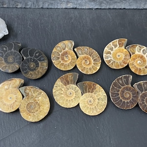 Ammonite Fossil Pair: Polished Halves from Madagascar (25mm)