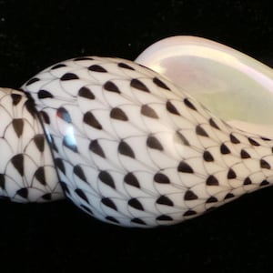 May include: A white and black seashell with a geometric pattern. The shell has a pearlescent sheen and is a natural object.