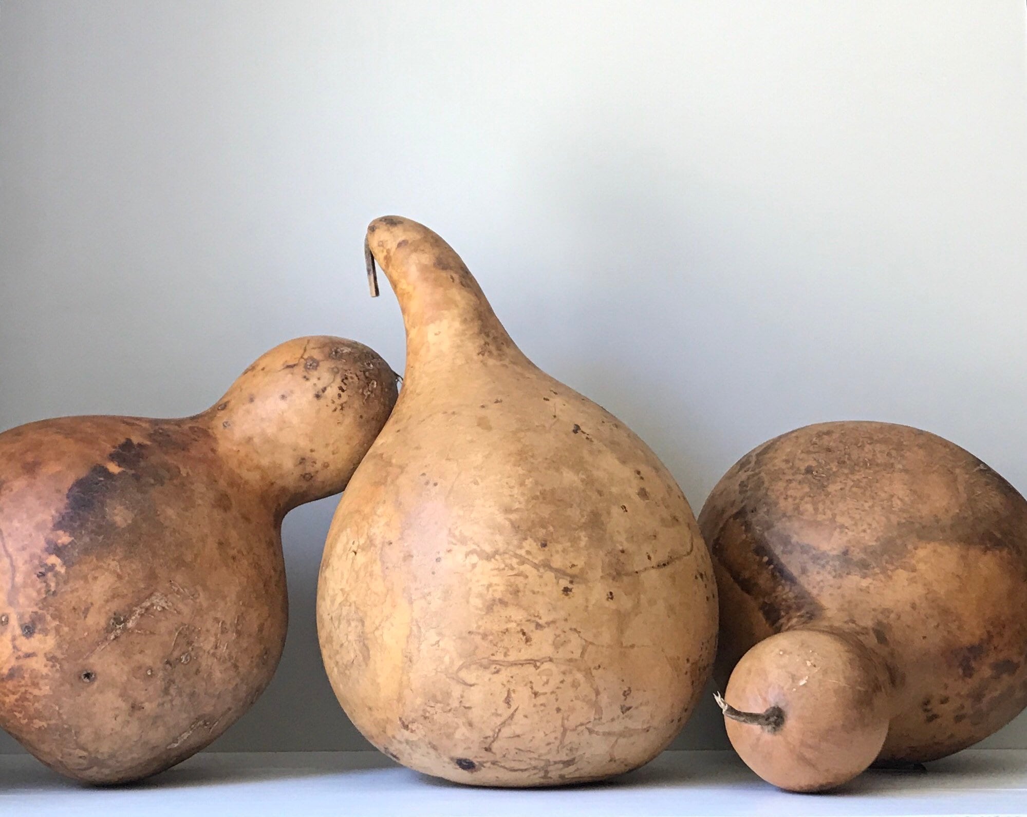 Extra Large Dried Gourd . Primitive Farmhouse Fall Decor . Etsy