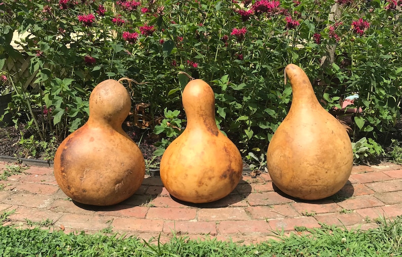 Extra Large Dried Gourd . Primitive Farmhouse Fall Decor . Etsy