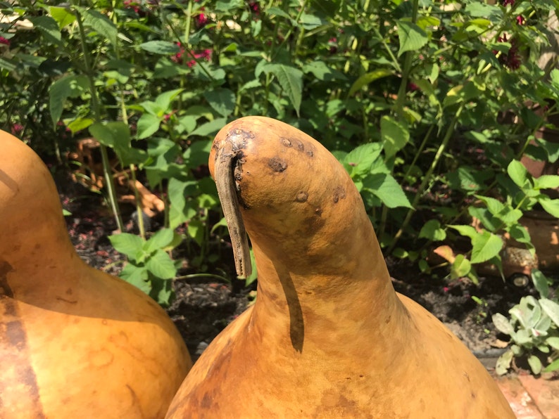 Extra Large Dried Gourd . Primitive Farmhouse Fall Decor . Etsy