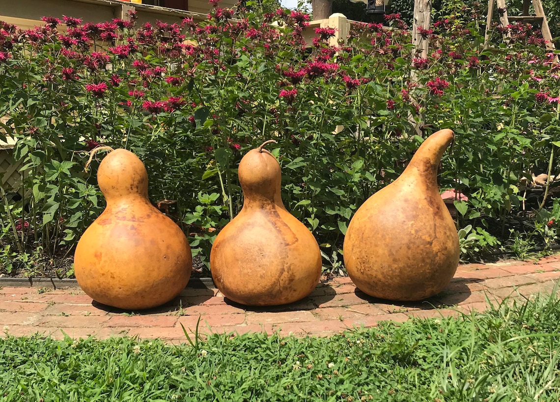 Extra Large Dried Gourd . Primitive Farmhouse Fall Decor . Etsy