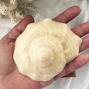 Conch Shell Soap Seashell Soap Beach Soap Shell Soap image 2