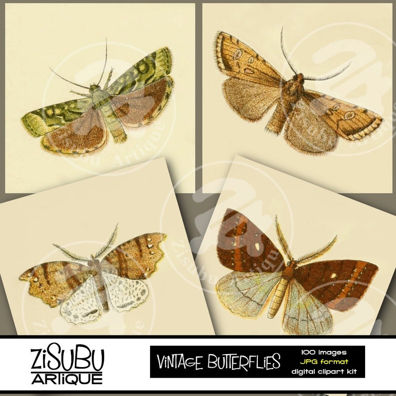 Vintage Butterflies and Moths Clipart BIG SET Woodland creatures Wings Insects Butterfly Bugs images image 3