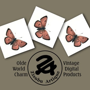 Vintage Butterflies and Moths Clipart BIG SET Woodland creatures Wings Insects Butterfly Bugs images image 5