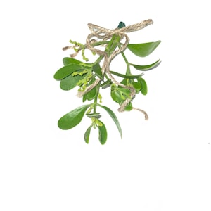 Fresh Handpicked Mistletoe