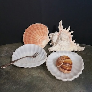 May include: Two white milk glass dishes with scalloped edges. One dish has a silver fork and the other has a brown seashell. There are two seashells in the background.