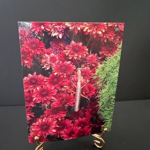Caja de tarjetas de mantis religiosa Tarjetas en blanco para cualquier ocasión Tarjeta con foto en blanco Tarjetas de felicitación en blanco Tarjeta en blanco de 4" x 5 1/2" Tarjetas con notas en caja Naturaleza