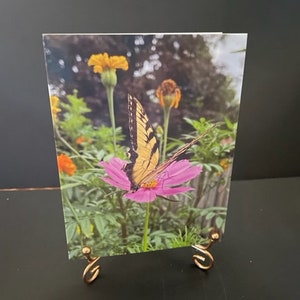 Caja de tarjetas con mariposas Tarjetas en blanco para cualquier ocasión Tarjetas con fotos en blanco Tarjetas de felicitación en blanco Tarjetas en blanco de 4" x 5 1/2" Tarjetas en caja Tarjetas con notas Naturaleza