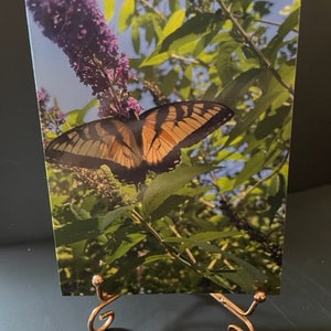 Caja de tarjetas con mariposas Tarjetas en blanco para cualquier ocasión Tarjetas con fotos en blanco Tarjetas de felicitación en blanco Tarjetas en blanco de 4" x 5 1/2" Tarjetas con notas en caja Naturaleza