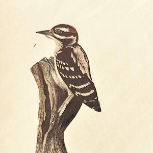 Picchio peloso Audubon Stampa Foresta Piatto Grigio Rosso Carta verticale Decor Maschio Picchi femmina uccello