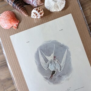 Sterna comune Uccello Arte Audubon Uccello Stampa Sfondo Grigio Scuro Ex libris Vintage Carta Verticale Opera Natura Decor Mare Home Decor