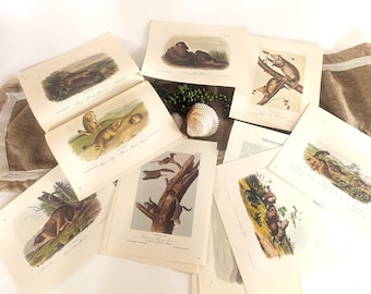James Audubon Color Prints Lot of 30+ Antique Art Print Bookplates Vintage Book Page Bundle Ground Squirrels Rats Prairie Dogs Animals