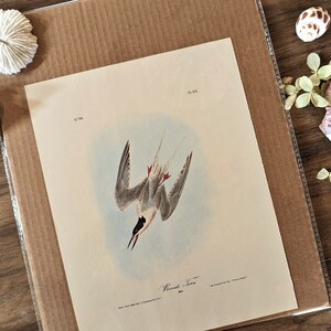 Uccello acquatico Arte costiera Audubon Uccello Stampa Vintage Ex libris Carta Verticale Opera d'arte Natura Decor Seaside Home Decor Blue Grey Ocean Art