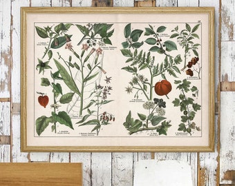 Extra large 1887 Botanical Plate #12 reprint - flower/plants: gooseberry/nightshades/Chinese lanterns - 5 sizes up to 40x30 - sold unframed