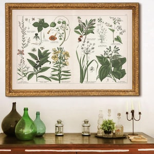 Extra large 1887 Botanical Plate #20 reprint - primrose/fireweed/heather/ceylon cinnamon tree reprint - 5 sizes up to 40x30" - sold unframed
