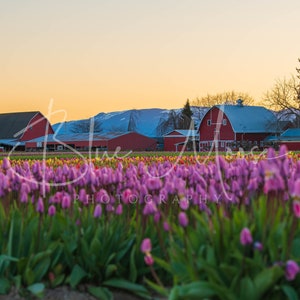 Lever de soleil brillant avec des tulipes - Festival des tulipes de la vallée de Skagit 2021 - Ville des tulipes - Tulipes violettes - Impression artistique