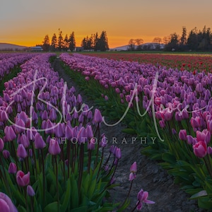 Lever de soleil brillant avec des tulipes - Festival des tulipes de la vallée de Skagit 2021 - Ville des tulipes - Tulipes violettes - Impression artistique
