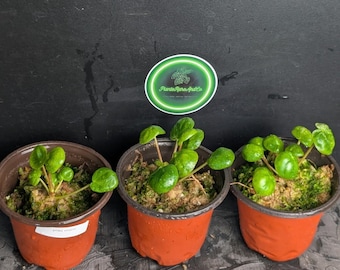 Commande Pilea peperomioides ‘Mojito’ – Plante rare panachée reçue par Renée