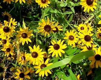 black eyed susans etsy