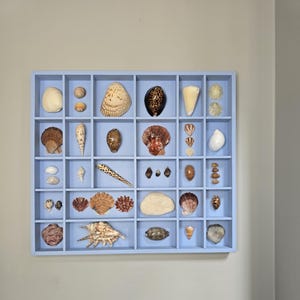 Seashell Shadow Box With Shells Included, Sky Blue Color, Wood Shelf Seashell Display, Coastal Décor, Beach House, Seashell Art, Wood