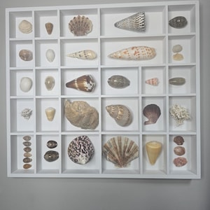 Seashell Shadow Box With Shells, Seashell Display, Wood Shelf Seashell Display, Coastal Décor, Seashell Nautical Art, Beach House Décor