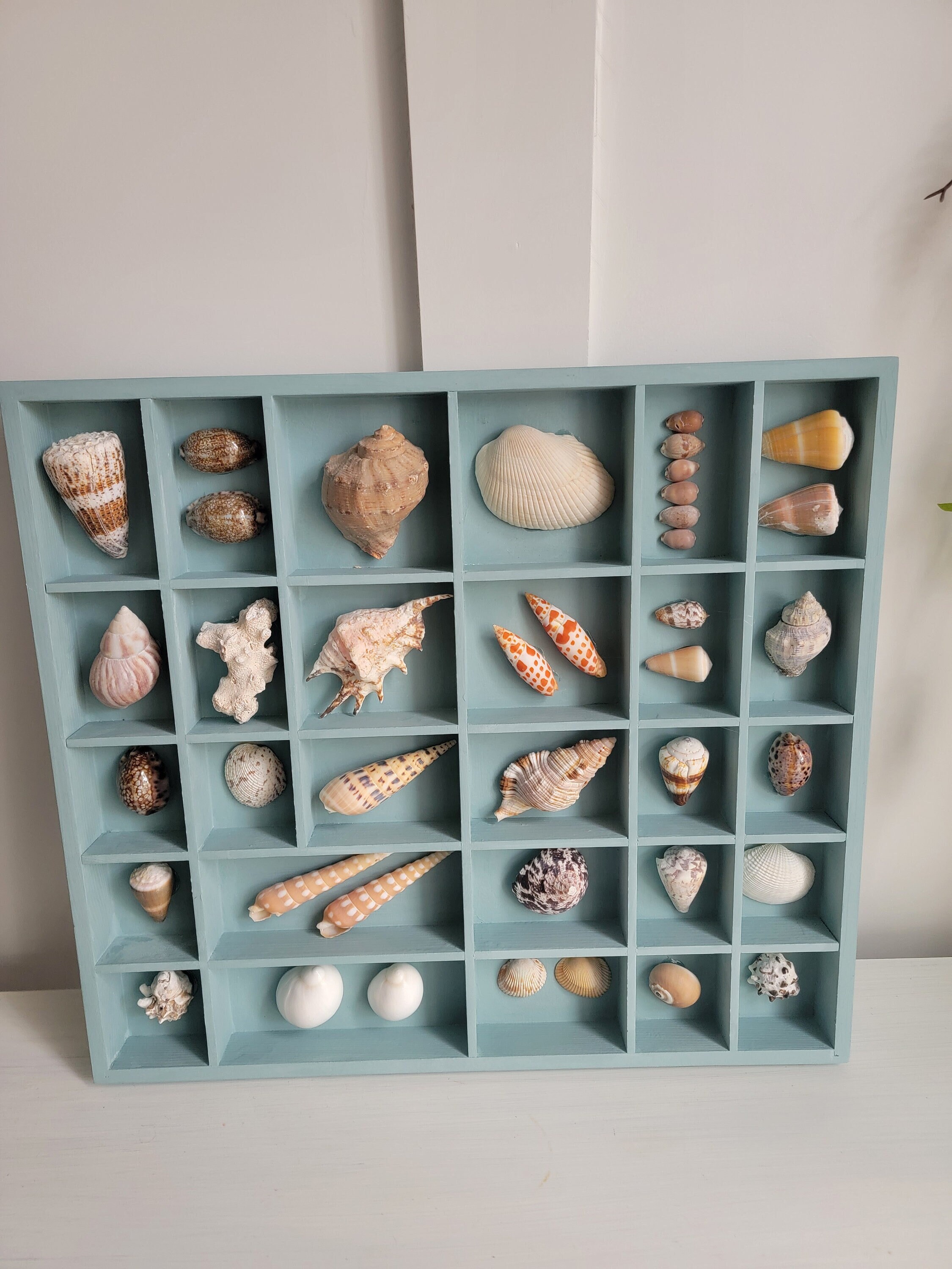 Shell display case online