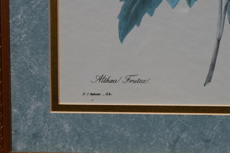 Hibiscus Syriacus Flower Floral Botanical Print Lithograph Bessin Gold Frame Althaa Frutex P J Redoute 54 Audubon Vintage Picture