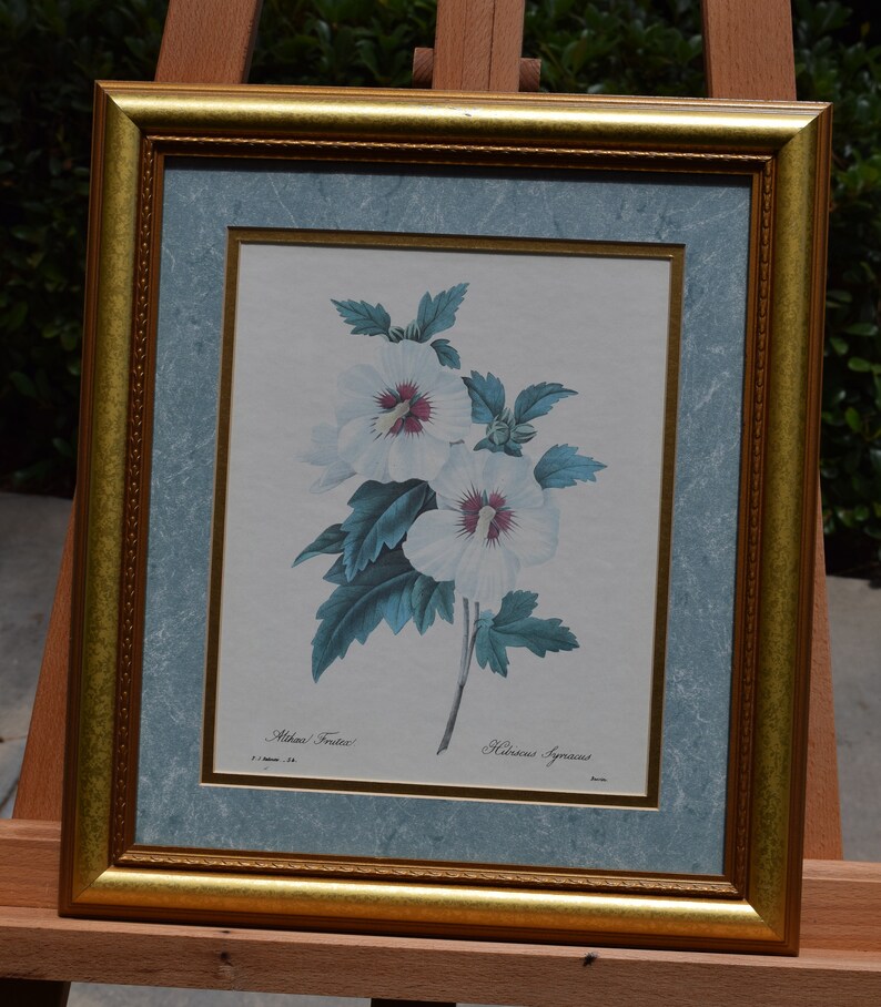 Hibiscus Syriacus Flower Floral Botanical Print Lithograph Bessin Gold Frame Althaa Frutex P J Redoute 54 Audubon Vintage Picture