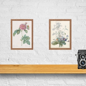 Limited, Neutral Botanical Print Set, Set of 2 Vintage Prints, 19th Century Vintage, Cottage Decor, PRINTABLE Wall Art