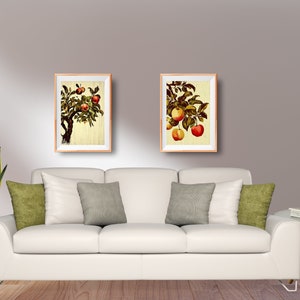 May include: Two framed prints of apple branches with red and yellow apples on a white background. The prints are hanging on a light gray wall above a white couch with green throw pillows.