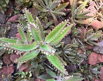 Mother of a thousand bundle of 20+ succulents sizes will vary 1” to 4”