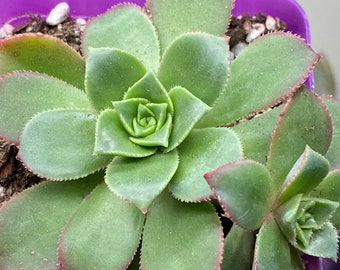 Aeonium haworthii 'Kiwi' - 2.7" pot - green and pink - Live rooted plants