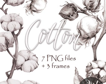 Cotton Clipart Image Print Branch of cotton graphics drawing Digitized on a transparent background