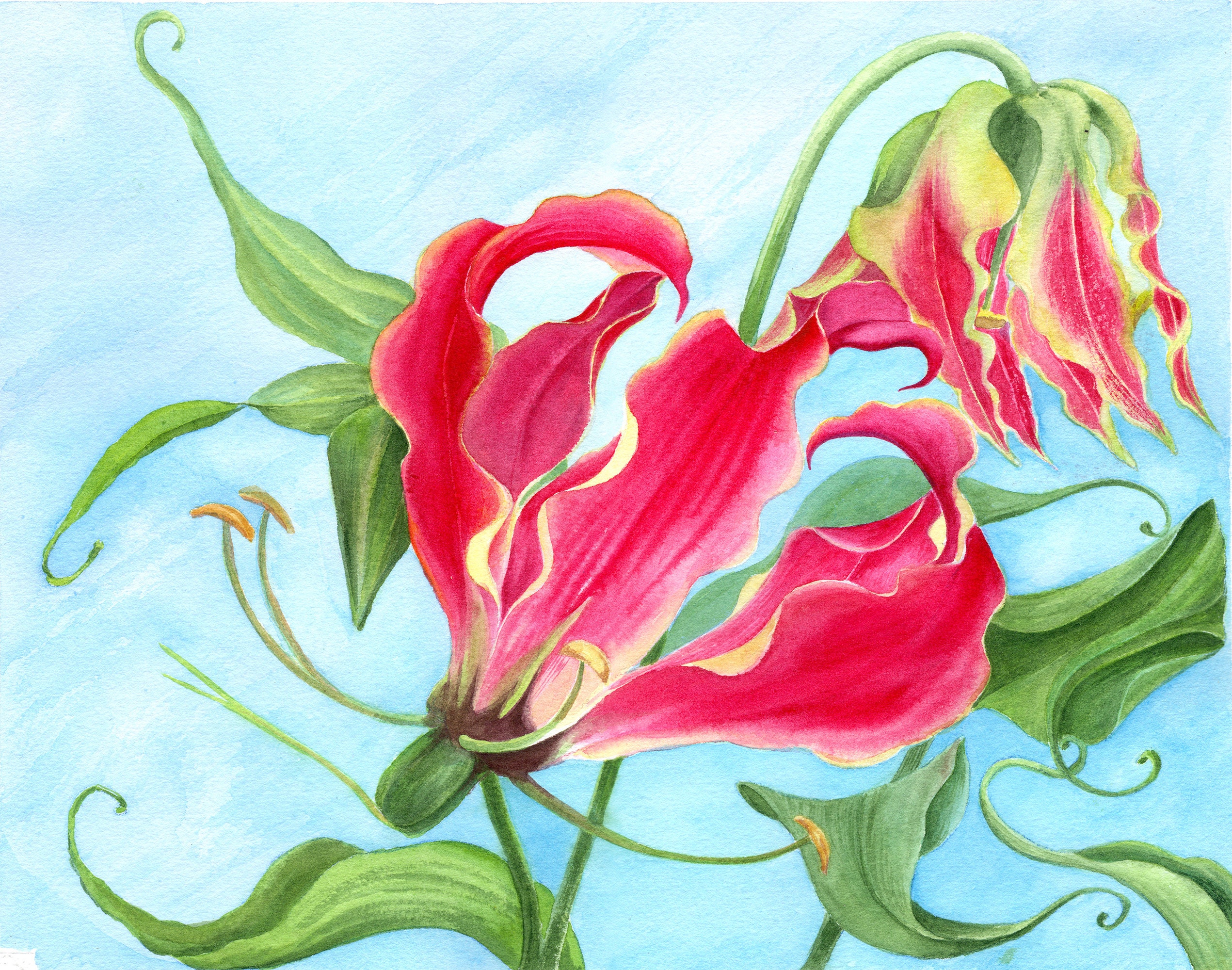 グロリオサ：水彩オリジナルアートワーク • 12x9.5インチ - Etsy 日本