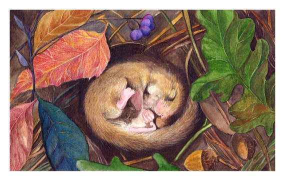 Watercolor Mouse Dormouse Painting Original 9x5.5 - Etsy