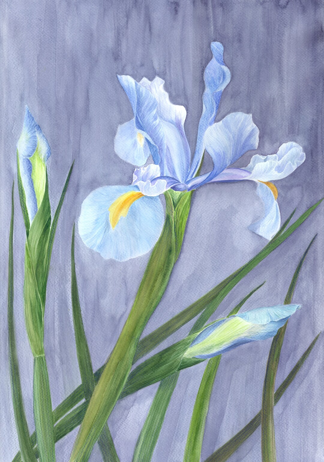 Original Iris Watercolor Painting: Floral Still Life Art - Etsy