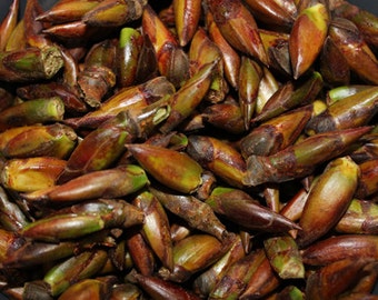 Wildcrafted Balm of Gilead Fresh Frozen Buds (Poplar)