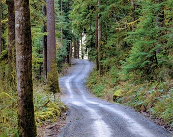 Rainforest road Note Card