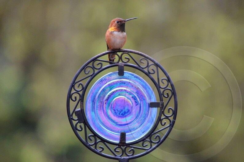 Hummingbird on blue disc Note Card. All occasion, blank inside. image 1